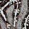 Apolipoprotein A4 antibody, NBP2-52932, Novus Biologicals, Immunohistochemistry paraffin image 