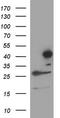 Serpin Family B Member 4 antibody, TA590667, Origene, Western Blot image 