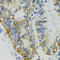 Solute Carrier Family 27 Member 2 antibody, 13-793, ProSci, Immunohistochemistry frozen image 