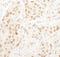 CD3e Molecule Associated Protein antibody, A301-295A, Bethyl Labs, Immunohistochemistry paraffin image 