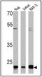 CD58 Molecule antibody, MA5800, Invitrogen Antibodies, Western Blot image 