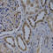 WD Repeat Domain 5 antibody, LS-C331830, Lifespan Biosciences, Immunohistochemistry frozen image 