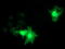 RASD Family Member 2 antibody, LS-C172483, Lifespan Biosciences, Immunofluorescence image 