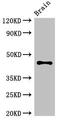 Autophagy Related 4B Cysteine Peptidase antibody, CSB-PA002290LA01HU, Cusabio, Western Blot image 