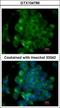 Spa1 antibody, GTX104786, GeneTex, Immunocytochemistry image 