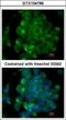 Signal-Induced Proliferation-Associated 1 antibody, GTX104786, GeneTex, Immunocytochemistry image 