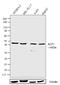 Kruppel Like Factor 1 antibody, 710917, Invitrogen Antibodies, Western Blot image 