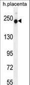 RUN And SH3 Domain Containing 2 antibody, LS-C162815, Lifespan Biosciences, Western Blot image 