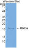 Annexin A1 antibody, LS-C418109, Lifespan Biosciences, Western Blot image 