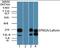 Laforin antibody, orb96249, Biorbyt, Western Blot image 