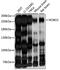 Roundabout Guidance Receptor 1 antibody, 15-984, ProSci, Western Blot image 