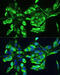 Prohibitin antibody, 13-904, ProSci, Immunohistochemistry frozen image 