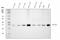 Peptidylprolyl Isomerase E antibody, M08021-1, Boster Biological Technology, Western Blot image 