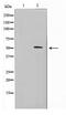 Fukutin-related protein antibody, TA347645, Origene, Western Blot image 