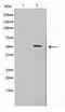 Fukutin Related Protein antibody, TA347645, Origene, Western Blot image 