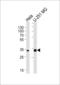 TATA-Box Binding Protein Associated Factor 8 antibody, LS-C157131, Lifespan Biosciences, Western Blot image 