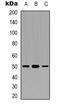 Tu Translation Elongation Factor, Mitochondrial antibody, LS-C368697, Lifespan Biosciences, Western Blot image 