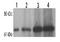 Syntaxin Binding Protein 2 antibody, LS-B2356, Lifespan Biosciences, Western Blot image 