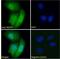 Kelch Like ECH Associated Protein 1 antibody, NBP1-78793, Novus Biologicals, Immunofluorescence image 