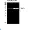 TRNA Methyltransferase 11 Homolog antibody, LS-C813530, Lifespan Biosciences, Western Blot image 
