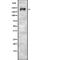 Myosin Heavy Chain 9 antibody, abx217007, Abbexa, Western Blot image 