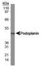 Podoplanin antibody, MA5-16113, Invitrogen Antibodies, Western Blot image 