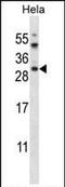 AKT1 Substrate 1 antibody, PA5-35143, Invitrogen Antibodies, Western Blot image 