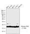 Histone H2B antibody, MA5-24697, Invitrogen Antibodies, Western Blot image 