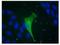 Potassium Two Pore Domain Channel Subfamily K Member 9 antibody, GTX47674, GeneTex, Immunocytochemistry image 