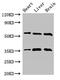 Serine/Threonine Kinase 35 antibody, CSB-PA851552LA01HU, Cusabio, Western Blot image 