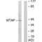 WT1 Associated Protein antibody, A04296, Boster Biological Technology, Western Blot image 