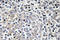 Interleukin 16 antibody, LS-C199901, Lifespan Biosciences, Immunohistochemistry frozen image 