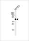 Actin Beta Like 2 antibody, PA5-72402, Invitrogen Antibodies, Western Blot image 