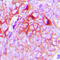 G Protein-Coupled Receptor 34 antibody, LS-C352273, Lifespan Biosciences, Immunohistochemistry frozen image 