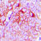 Probable G-protein coupled receptor 34 antibody, LS-C352273, Lifespan Biosciences, Immunohistochemistry frozen image 