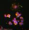 Syntaxin 3 antibody, ab3265, Abcam, Immunofluorescence image 