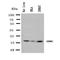 Succinate Dehydrogenase Complex Subunit C antibody, orb76352, Biorbyt, Western Blot image 