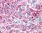 Neuropeptide Y Receptor Y1 antibody, NLS1065, Novus Biologicals, Immunohistochemistry paraffin image 