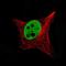 SRY-Box 10 antibody, NBP2-59050, Novus Biologicals, Immunofluorescence image 