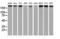 Ubiquitin Specific Peptidase 9 X-Linked antibody, LS-C174599, Lifespan Biosciences, Western Blot image 