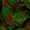 Coxsackievirus and adenovirus receptor antibody, HPA030411, Atlas Antibodies, Immunofluorescence image 