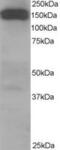 Dynactin Subunit 1 antibody, MBS420581, MyBioSource, Western Blot image 