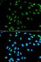 MNAT1 Component Of CDK Activating Kinase antibody, LS-C335190, Lifespan Biosciences, Immunofluorescence image 