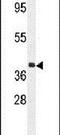 G Protein Subunit Alpha 15 antibody, PA5-23985, Invitrogen Antibodies, Western Blot image 