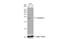 Transgelin 2 antibody, NBP2-20697, Novus Biologicals, Western Blot image 