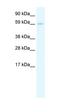 Autoimmune Regulator antibody, orb329676, Biorbyt, Western Blot image 