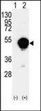 Cytochrome P450 Family 20 Subfamily A Member 1 antibody, AP14101PU-N, Origene, Western Blot image 