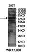 Leucine Rich Repeats And Calponin Homology Domain Containing 3 antibody, orb78431, Biorbyt, Western Blot image 