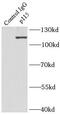 USO1 Vesicle Transport Factor antibody, FNab06058, FineTest, Immunoprecipitation image 