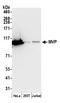 Major Vault Protein antibody, A305-172A, Bethyl Labs, Western Blot image 